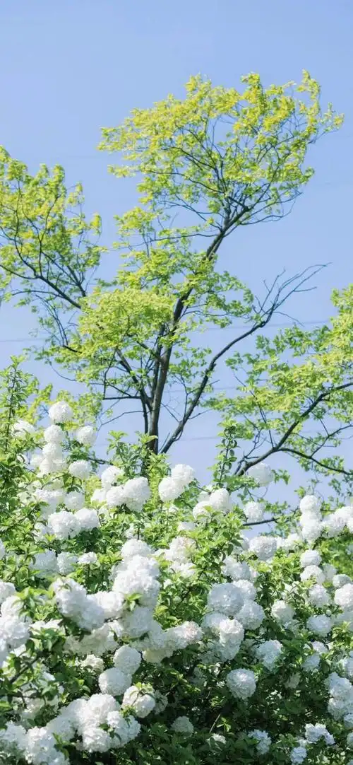 唯美,夏日清新风景图片,治愈系风景图片小清新,夏天风景美图超清 唯美