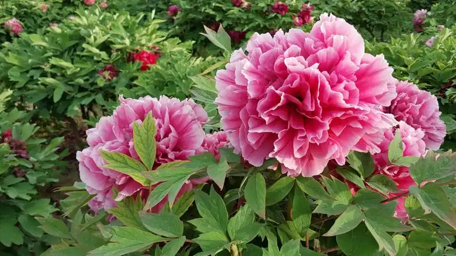 牡丹是我们中国的国花,它象征着富贵,吉祥.