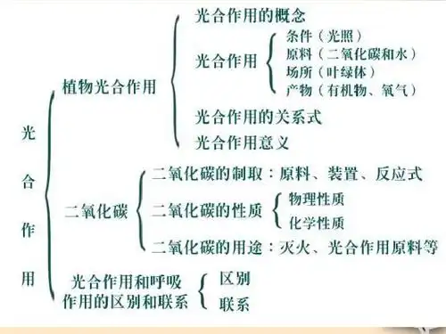 北师大版七年级生物 光合作用与呼吸作用对照课件ppt