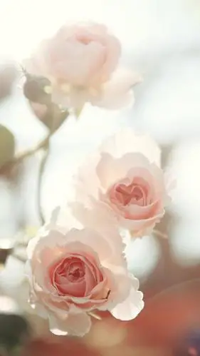 花卉图片大全大图唯美背景(花卉图片大全大图唯美背景图)