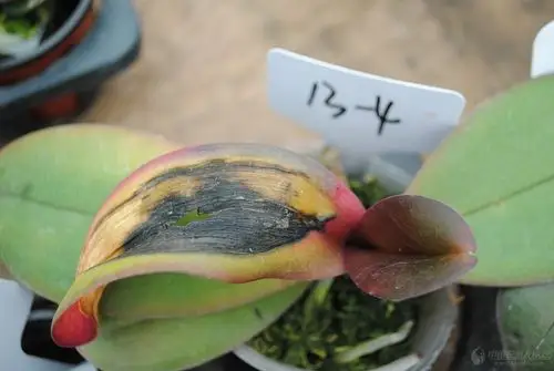 蝴蝶兰褐斑病