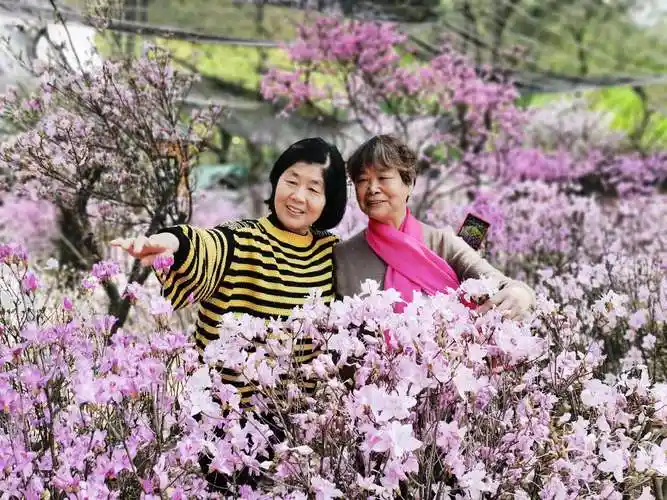 洗刷刷的美篇杜鹃红中乐逍遥