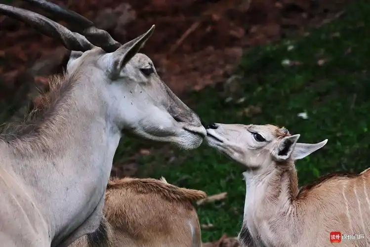 萌宝来了!深圳野生动物园大羚羊幼崽首次出门亮相|深圳野生动物园|大
