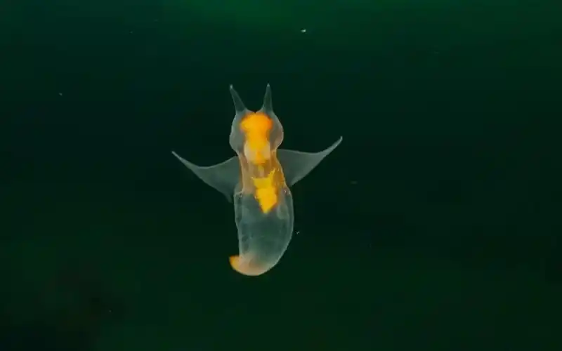 你好哇,海天使!