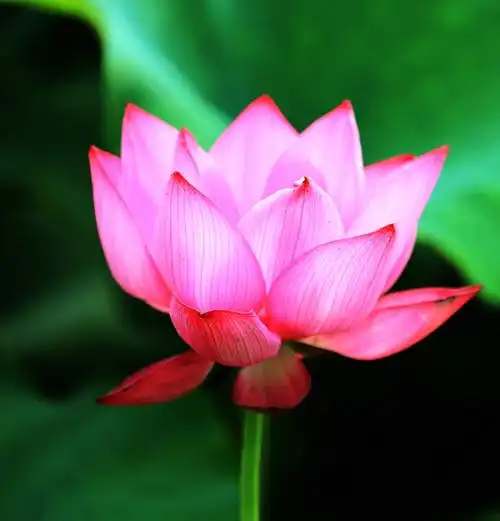 莲花温荷花 076_副本.jpg