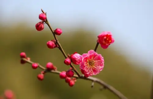 没错啦,这首就是北宋诗人王安石作的五言绝句《梅花》.