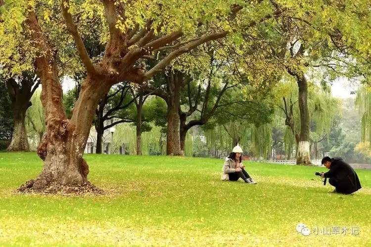 我印象最深的一棵榔榆树,在宁波月湖公园.