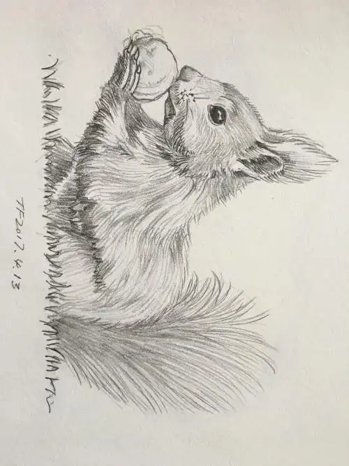 铅笔画动物篇|纯艺术|素描|卓玥 - 原创作品