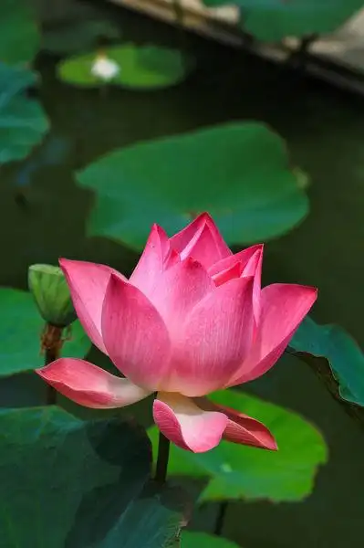 粉色,莲花,漂亮,荷花