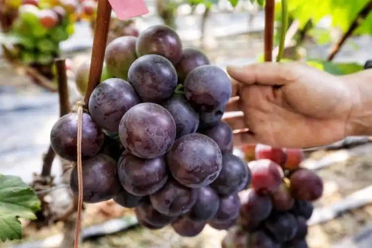 青岛乒乓球大的葡萄熟了每斤20元销往东北