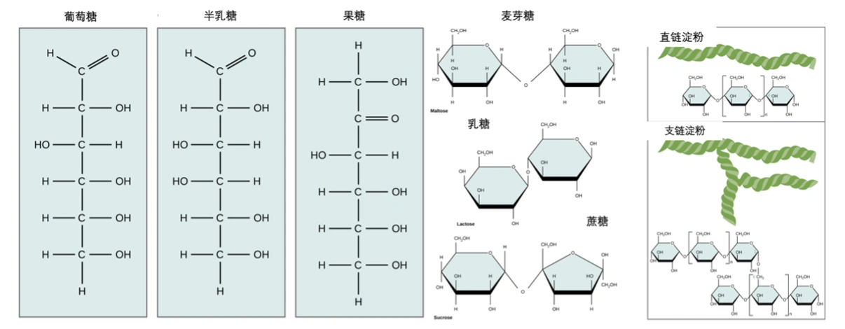 糖类可根据结构分为单糖,寡糖/双糖,多糖等(图1).