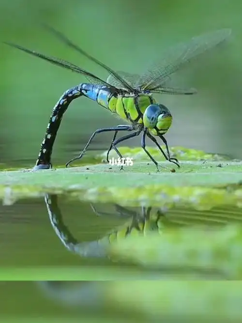 蜻蜓点水是雌蜻蜓在产卵吗