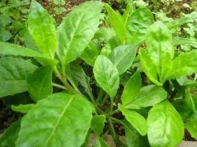 该植物学名"金鸡毛草",据说原产地为新加坡,能治愈包括癌症,心脏病和