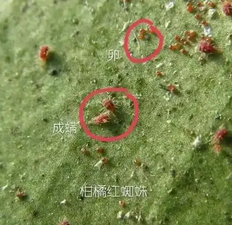 急红蜘蛛第二波暴发期即将到来快记住这些防治要点