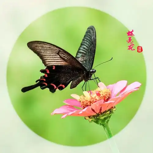 蝶恋花坊---高端个性鲜花定制