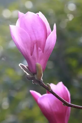 不同品种的玉兰花