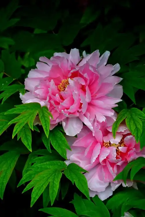 2019年4月18一21日郑州洛阳赏国花牡丹花之旅