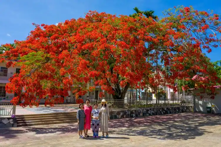 五指山毛道乡凤凰树开花红彤彤,漂亮!