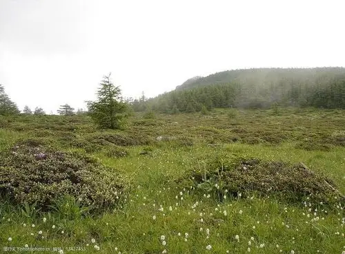 高山草甸图片