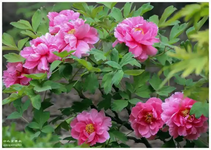 卷叶红(中原品种)