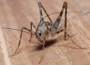 灶马_鸣叫_灶台