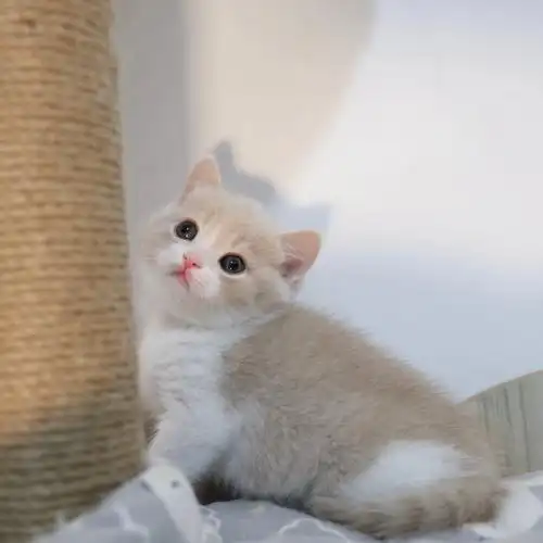 长在我心坎上的小猫咪英短乳白妹妹