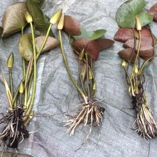 盆栽水培花卉系列水生植物  睡莲根块睡莲种根 花姿优美品种齐全  花
