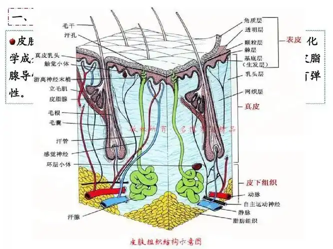 腺导管,神经和毛囊等.健康的皮肤红润,细腻,有光,富有弹 性.