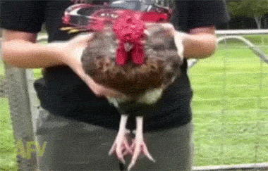 鸡转gif动图_动态图_表情包下载_soogif