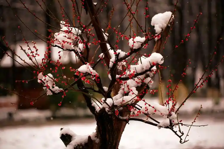 梅花欢喜漫天雪