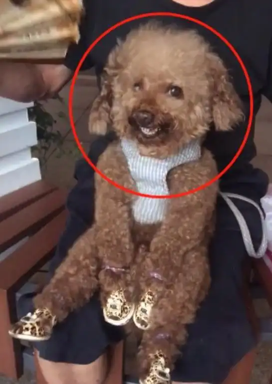 美女外出将泰迪交给自己爷爷,三天后看到照片,笑坏了