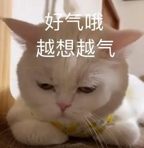 萌宠gif喵星人gif好气哦gif越想越气gif呆萌gif憨憨gif