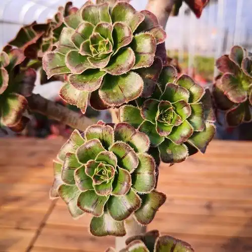 拉丝锦法师多肉植物控养手捧花一物一拍多头无砍群老桩盆栽花卉