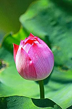中国绿色荷叶衬托下的一朵粉红色荷花