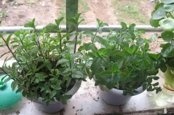 蟑螂的天敌是什么植物