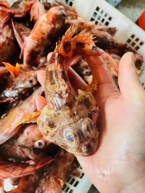 石翁鱼也叫石九公,学名为褐菖,俗称为石狗公仔,颜色呈常褐色,为石翁鱼