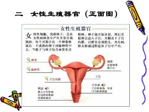 二 女性生殖器官(正面图)