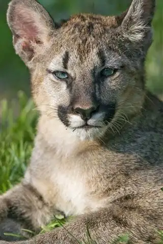 美洲狮幼仔,山狮,草 4k