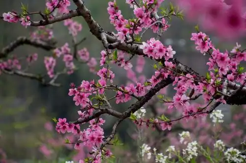 江南三月桃花红 - 美篇