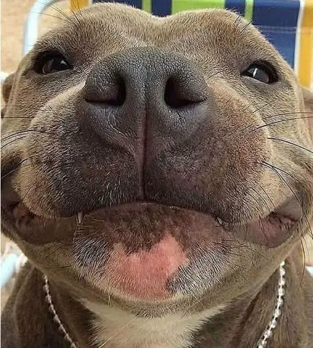 狗崽子的鬼魅笑容:我美吗?网友:美个腿子,这狗给我给我来十只