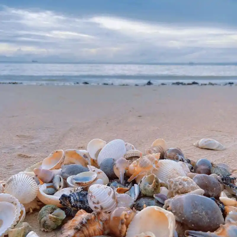 北海 涠洲岛 贝壳沙滩 关于内陆女孩去海边看到贝壳90走不动路这件