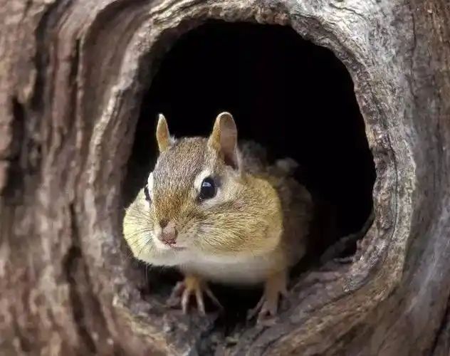 11.12—11.16_冬眠