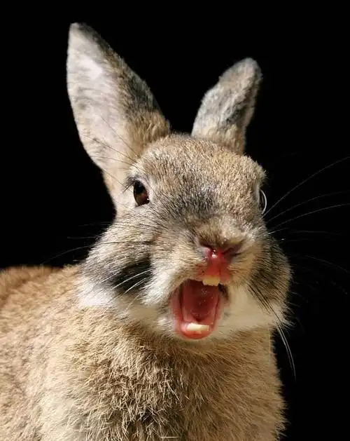 山东一婴儿被兔子咬断手指仅4分钟送到医院兔子真的这么凶吗