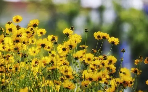 清新好看的黄色花卉图片电脑壁纸高清大图预览1920x1200_植物壁纸下载