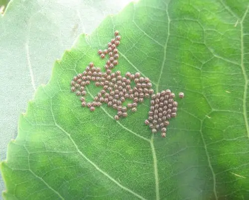 虫卵--黄绿色,半球形,呈块状排列于叶面.