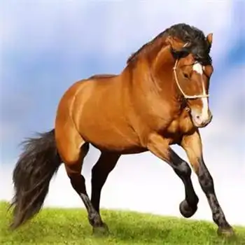 马头像图片大全,高清最漂亮的马微信头像_动物头像_头像屋