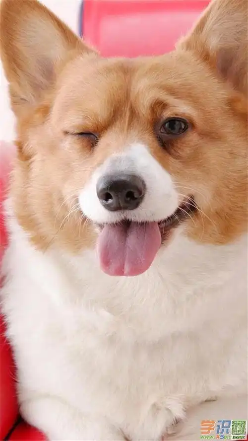 呆萌可爱狗狗手机壁纸