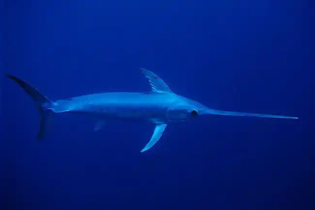 剑鱼词条图册_百度百科