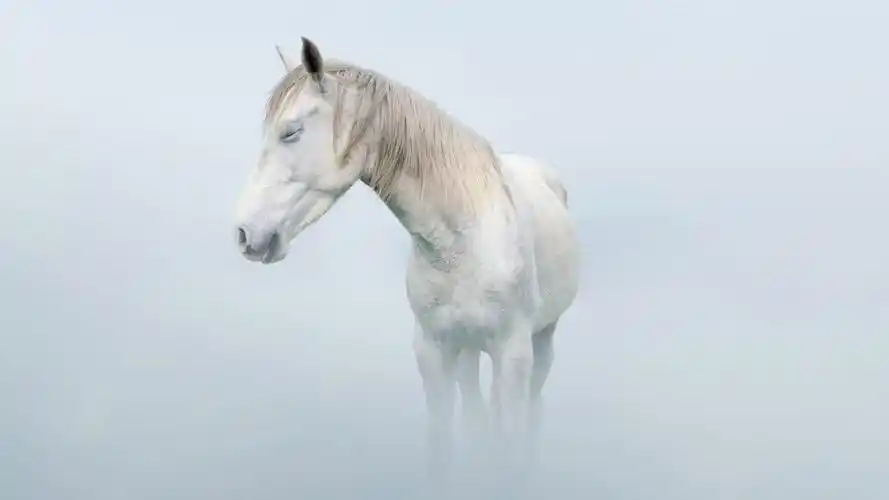 纯白色系列清新创意高清桌面壁纸