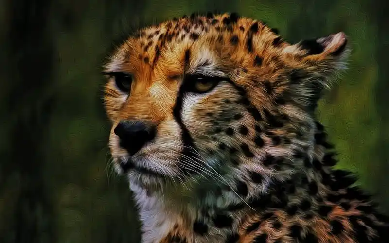 cheetah, face, art picture
